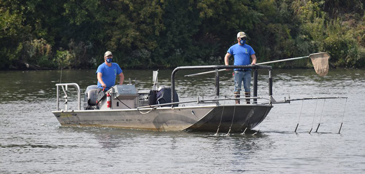 Two men wearing protective cloth face masks on a boat that has electrodes hanging into the water. The man at the front of the boat holds a fish net while the man at the back of the boat stands at the wheel.